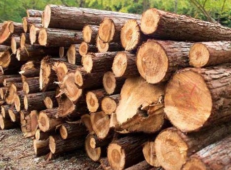 India's Timber Boom: A Breakthrough Amid Ukraine Sanctions